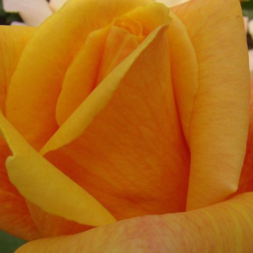 Trandafiri online - Portocaliu - trandafiri târâtori și cățărători, Climber - trandafir cu parfum intens - Rosa Sutter's Gold - O.L. 